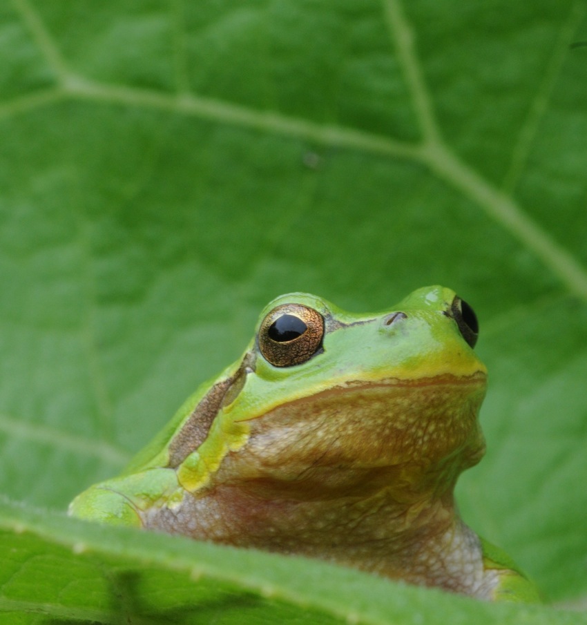 Raganelle!! Hyla intermedia (Canton Ticino)